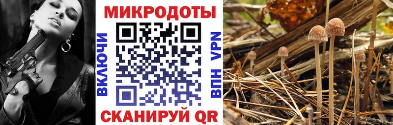 Галлюциногенные грибы Psilocybe  Котлас 